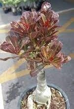 Adenium ‘Nin Ra Kan’ (Black red leaves)