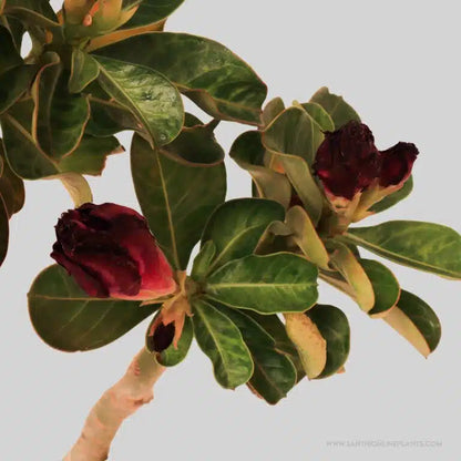 Adenium ‘Ocean Blue’