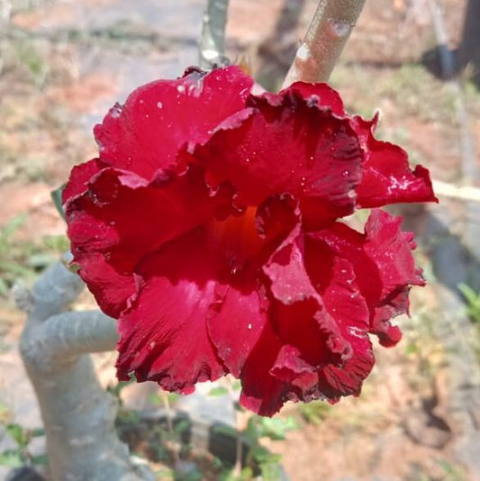 Adenium ‘Perception’