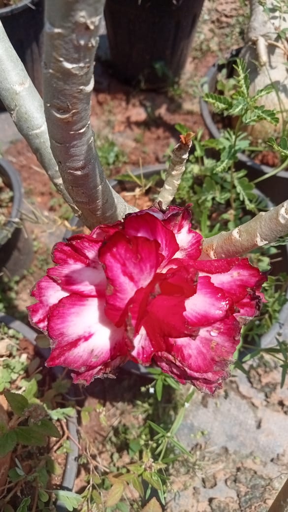 Adenium ‘Pink camilion’