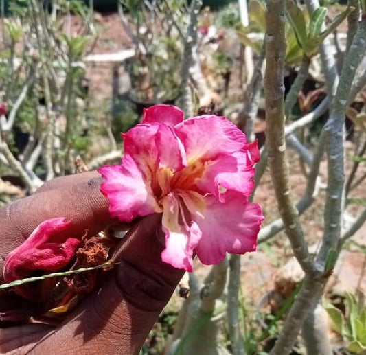 Adenium ‘Rooby’