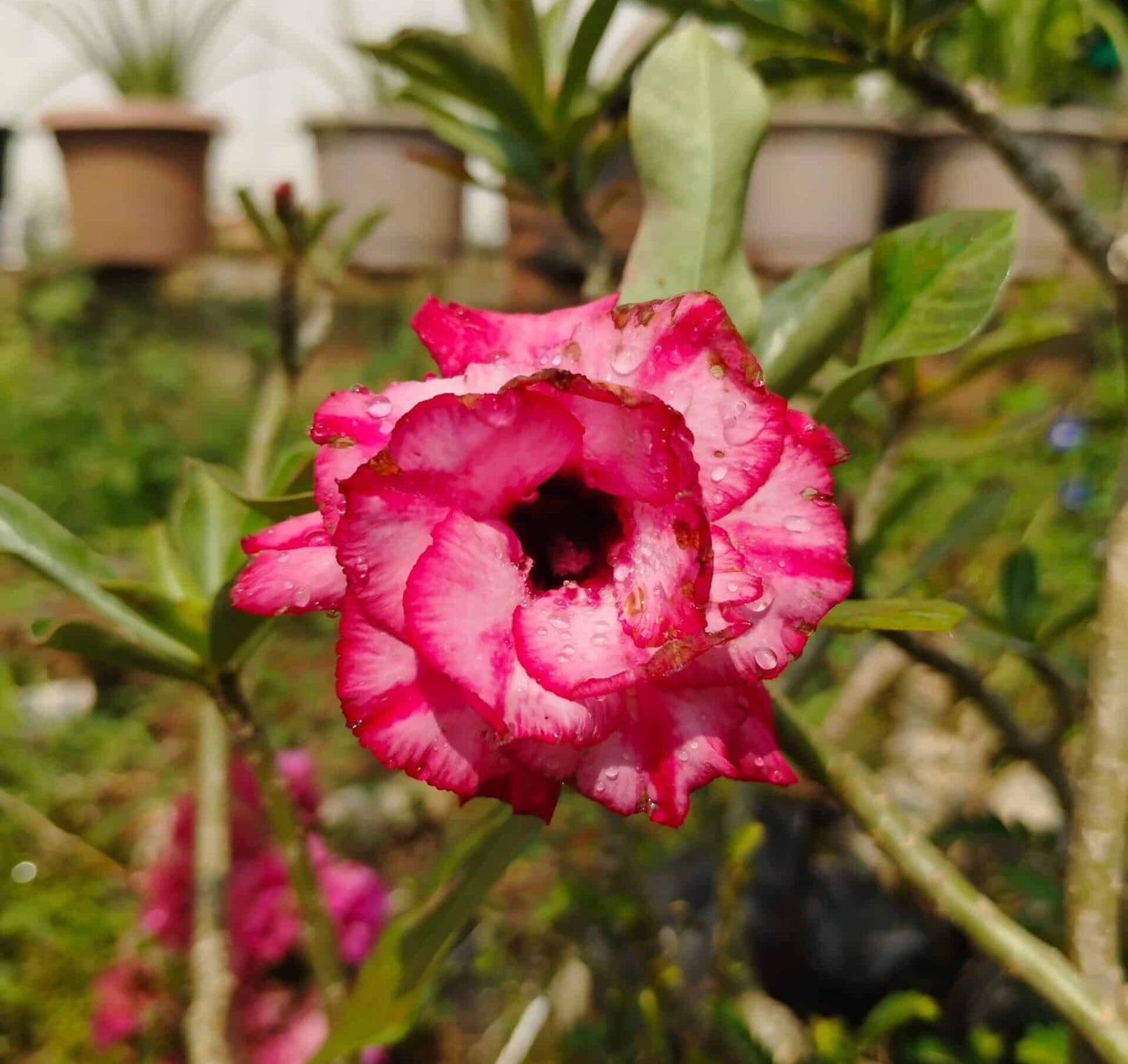 Adenium ‘Siam paragon’