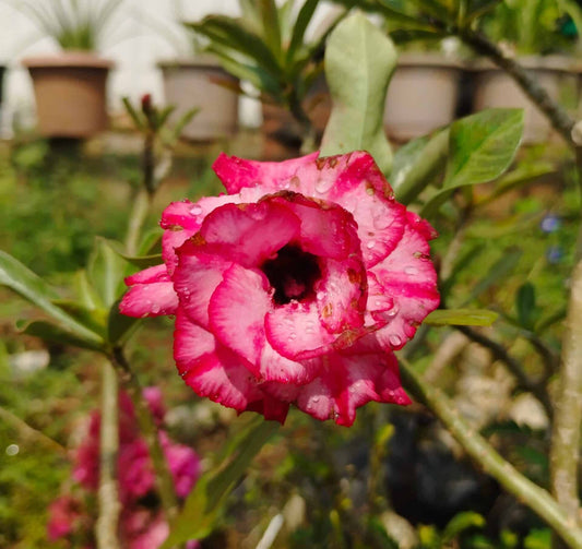 Adenium ‘Siam paragon’
