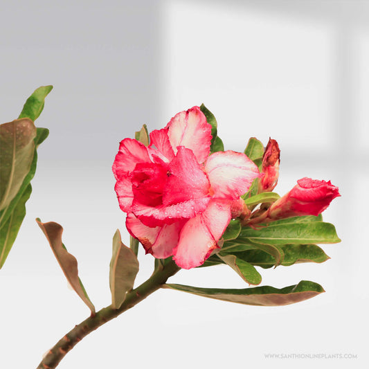 Adenium ‘Sup Paisan’