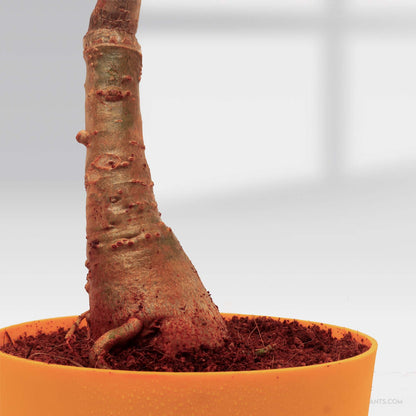 Adenium ‘Sup Paisan’