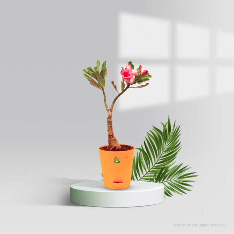 Adenium ‘Sup Paisan’