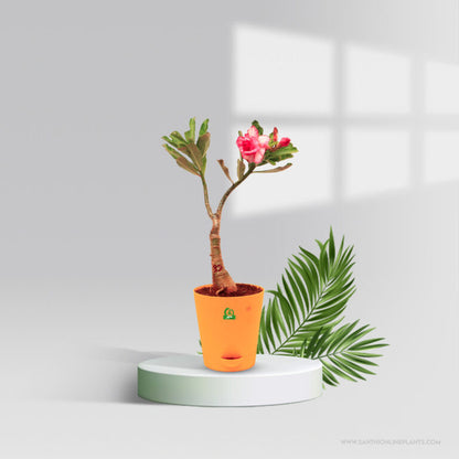 Adenium ‘Sup Paisan’