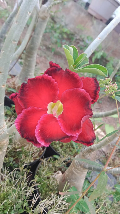 Adenium ‘Thousand valene red’