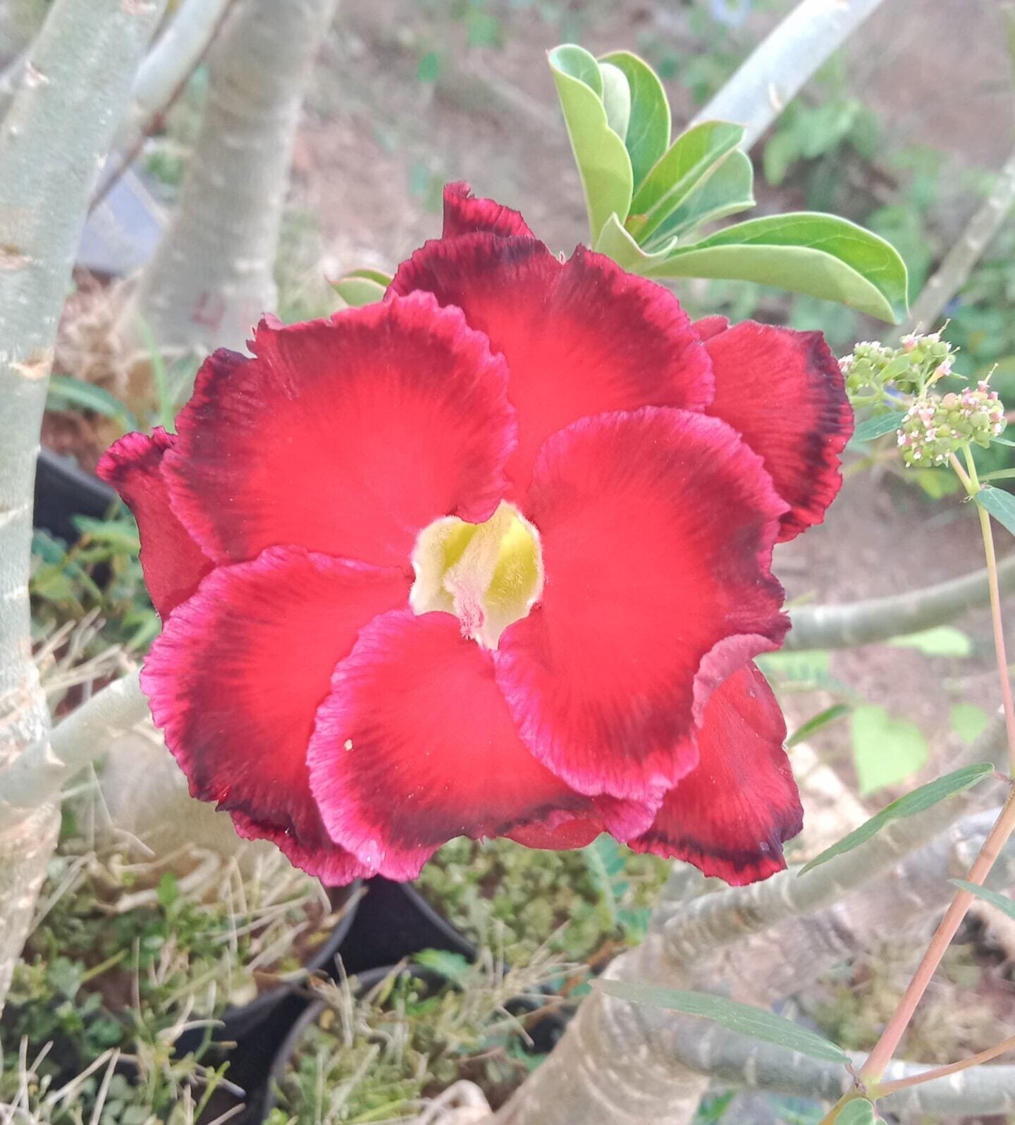 Adenium ‘Thousand valene red’ – Santhi Online Plants