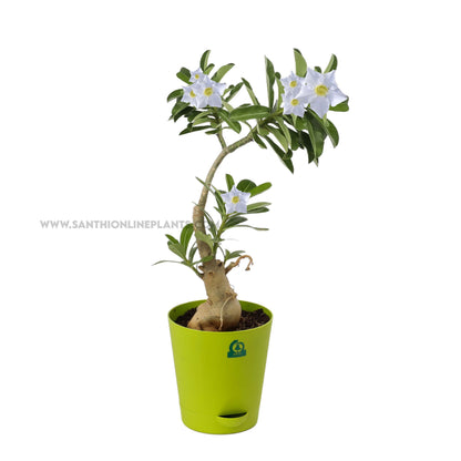 Adenium White Angel