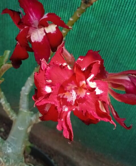 Adenium ‘city night’