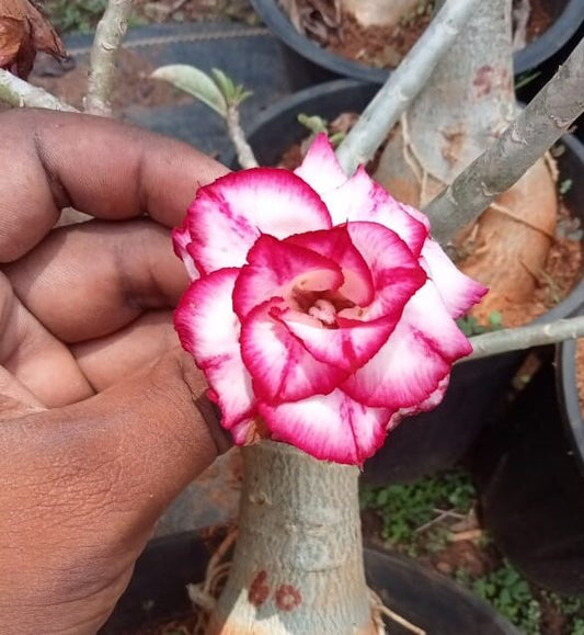 Adenium ‘como’