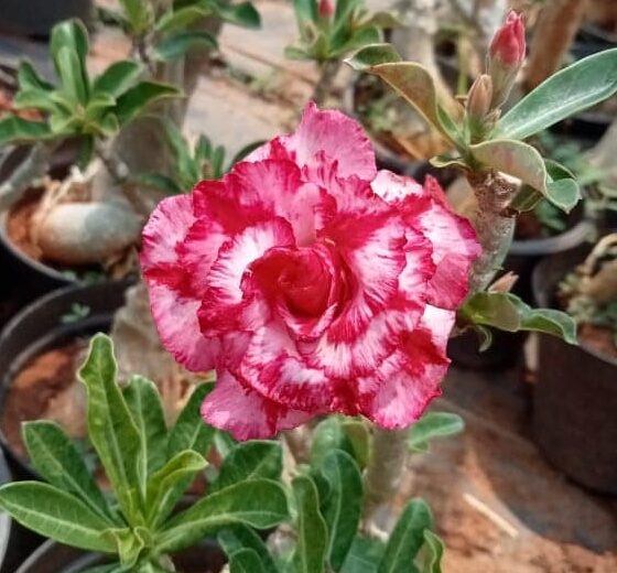 Adenium ‘cosmic rays’