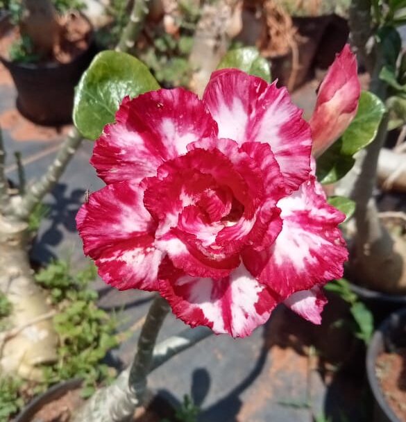 Adenium’pink angel’