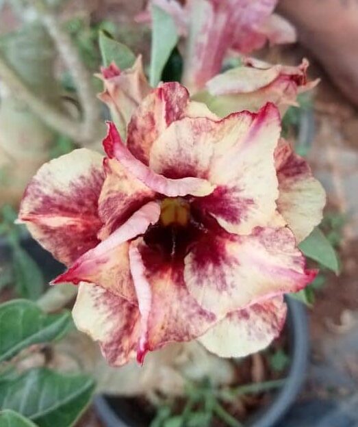 Adenium ‘sandle queen’