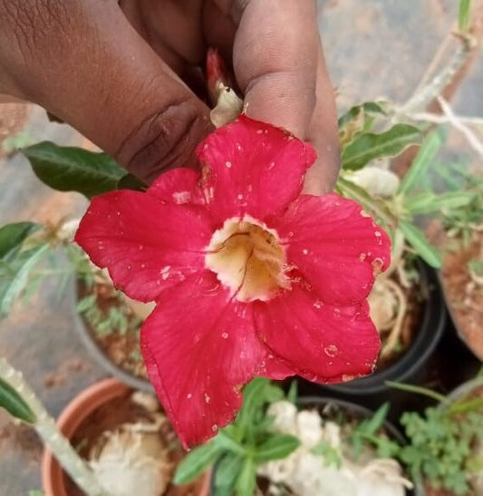 Adenium ‘watermelon’
