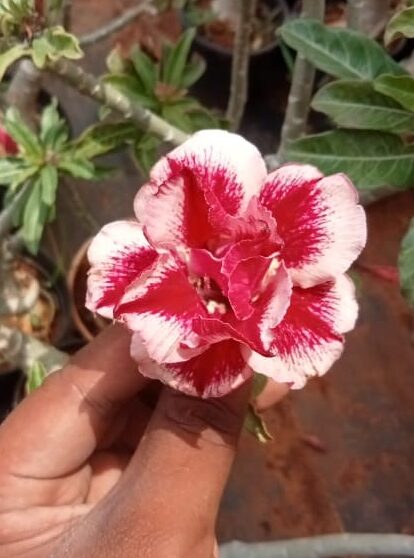 Adenium ‘wisdom’
