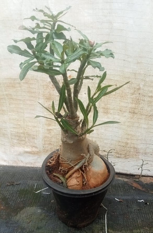 Adenium bonsai plant : Sculptural Elegance, Floral Extravagance