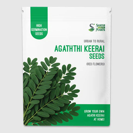 Agaththi keerai seeds (red flowers)