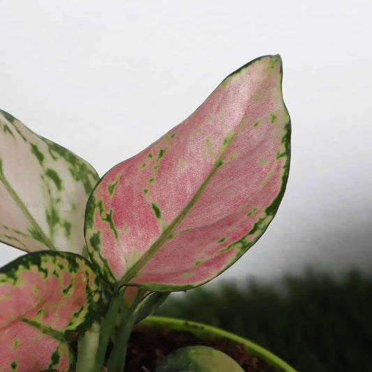 Aglaonema Pink Valentine