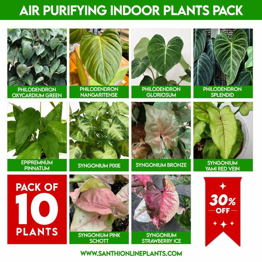 Air Purifying Indoor Plants : Pack of plant babies filling your space with love.