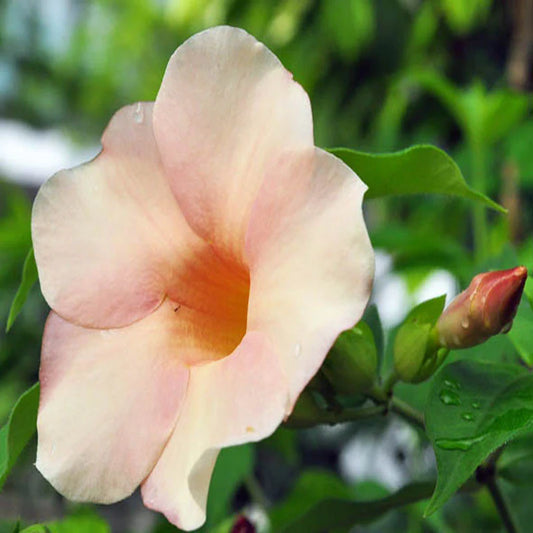 Allamanda Biscuit plant