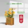 Garden Fresh Beauty Allamanda flower plant for return gifts