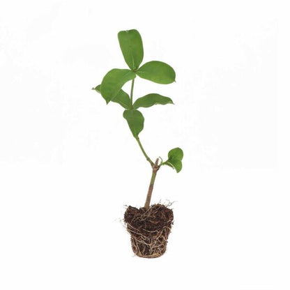 Allamanda Biscuit plant