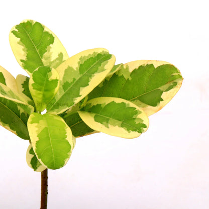 Allamanda Creeper variegated