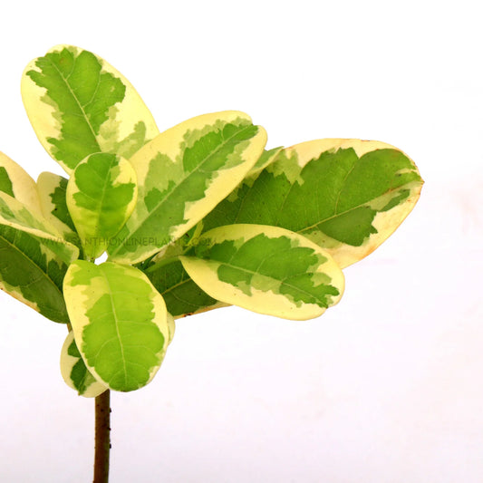Allamanda Creeper variegated