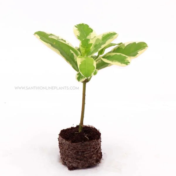 Allamanda Creeper variegated