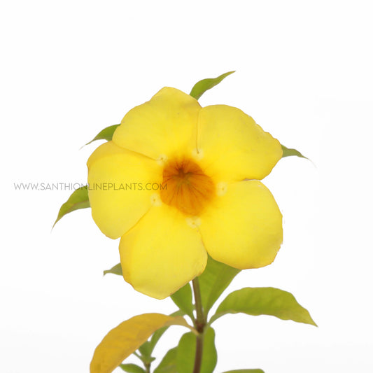 Allamanda Cathartica-Golden trumpet