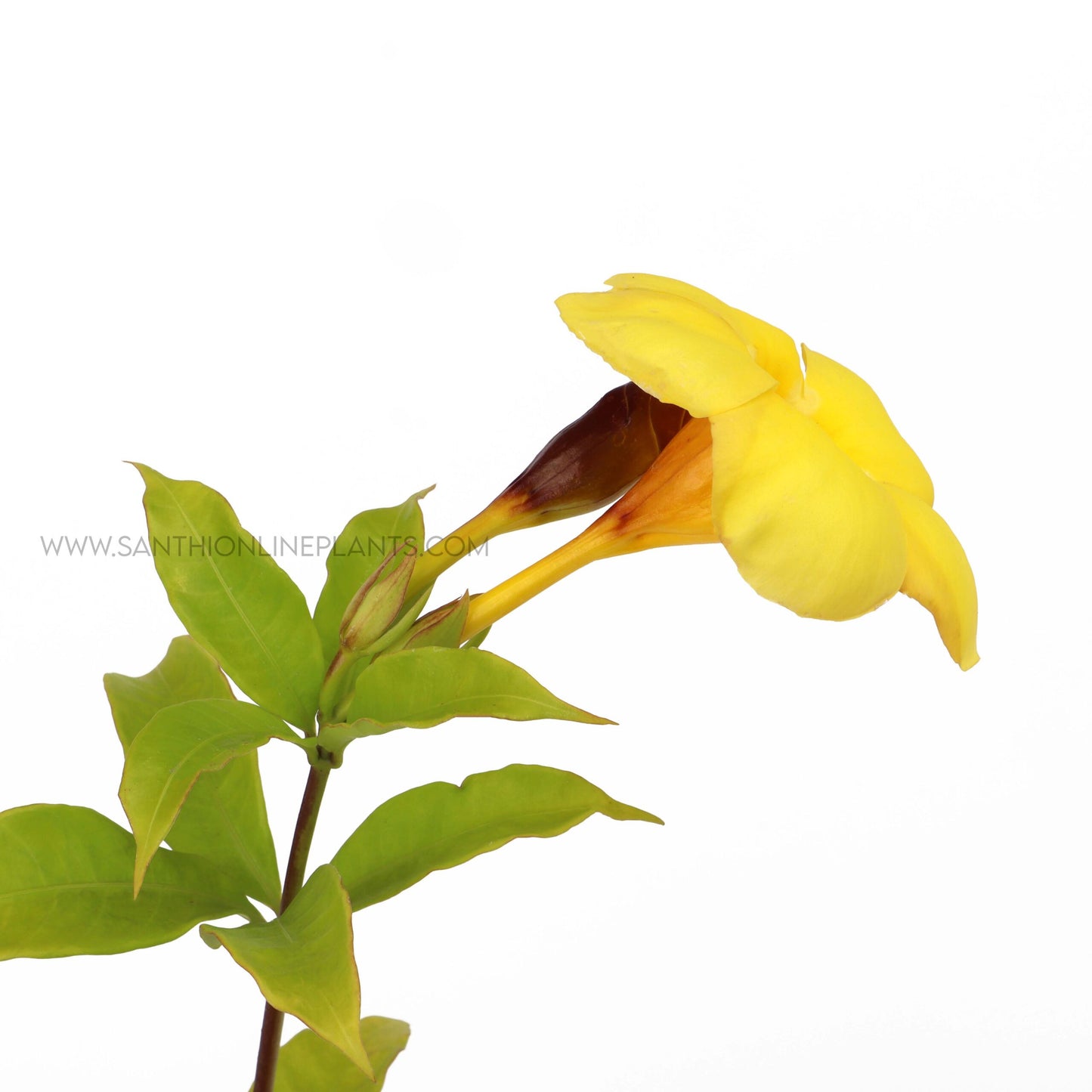 Allamanda Cathartica-Golden trumpet
