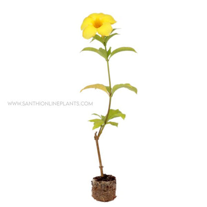 Allamanda Cathartica-Golden trumpet