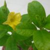 Allamanda yellow creeper
