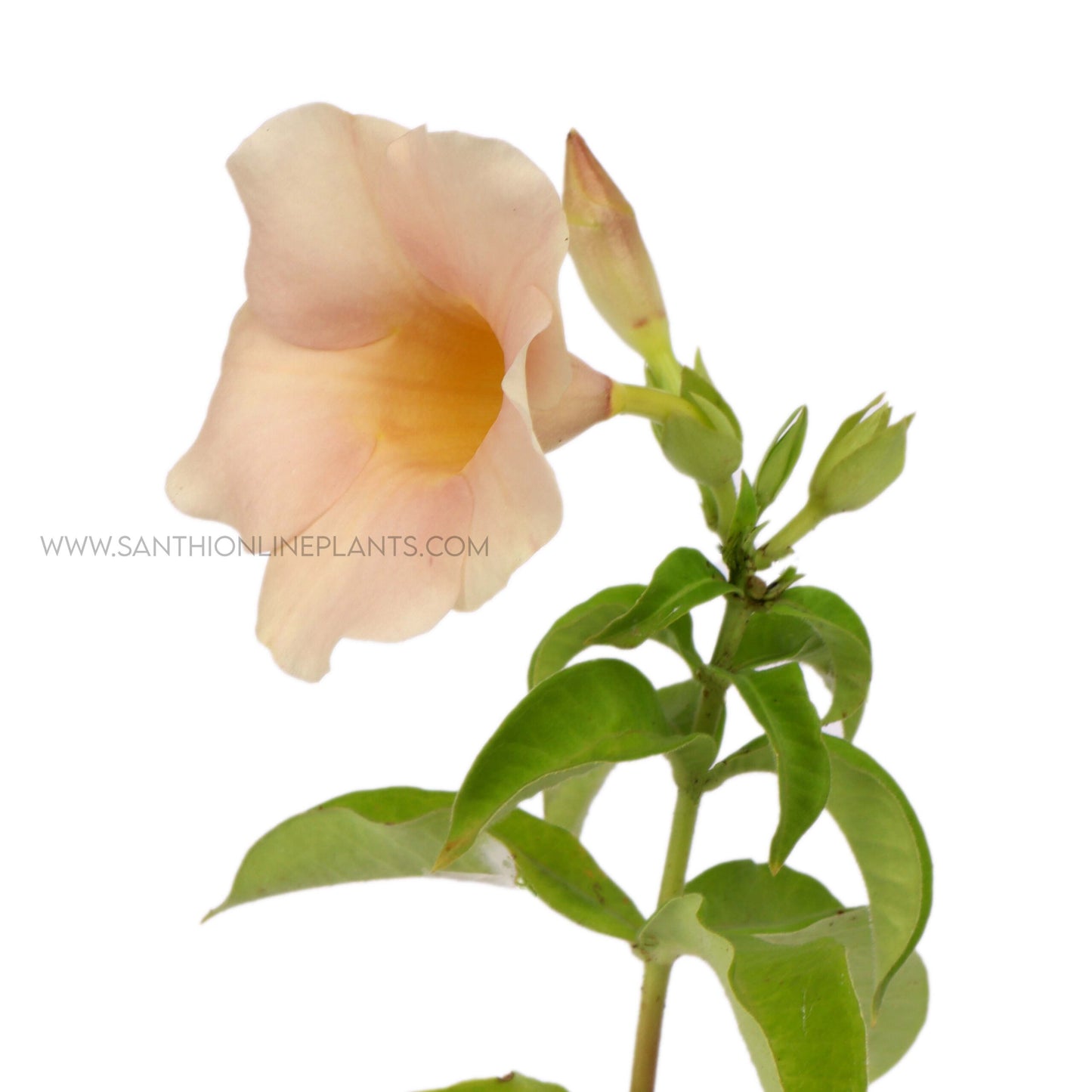 Allamanda Blanchetii-Cream Color