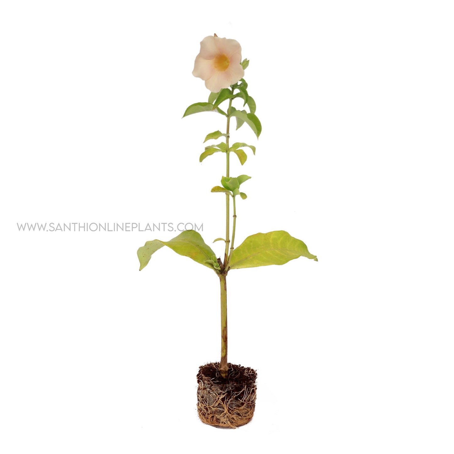 Allamanda Blanchetii-Cream Color