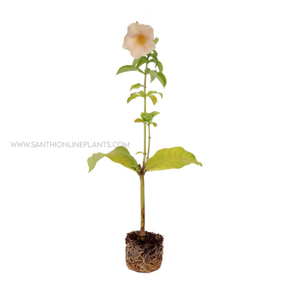 Allamanda Blanchetii-Cream Color