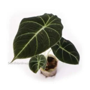 Alocasia Black Velvet