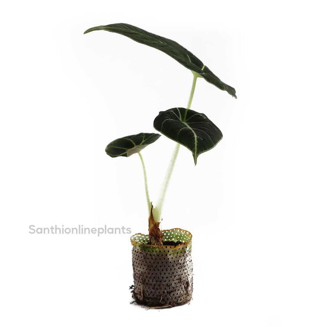Alocasia Black Velvet