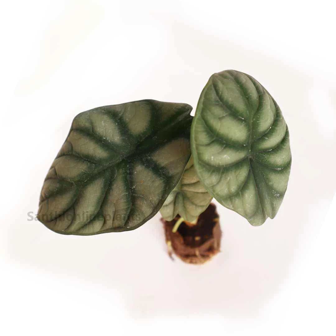 Alocasia Silver Dragon