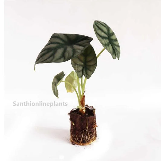 Alocasia Silver Dragon