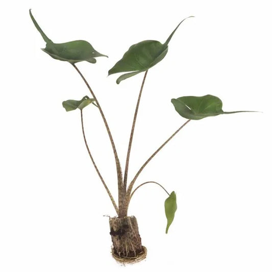 Alocasia Stringray