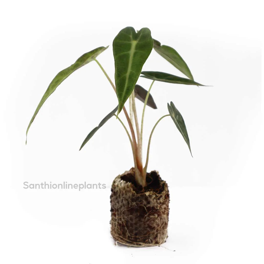 Alocasia bambino (arrowhead)