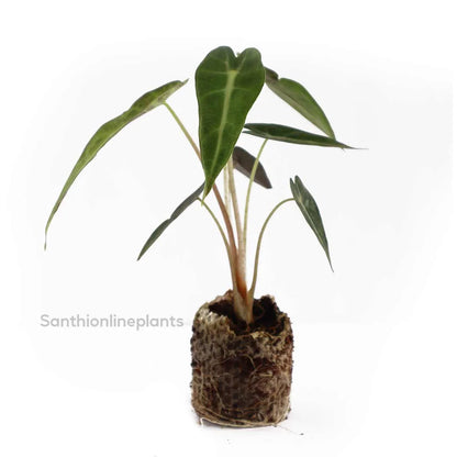 Alocasia bambino (arrowhead)