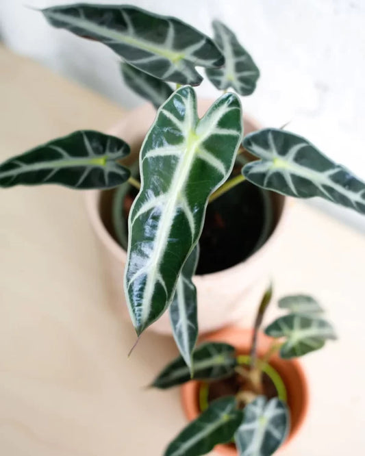 Alocasia bambino (arrowhead)