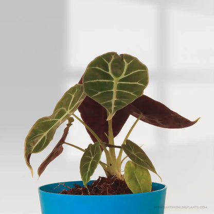 Alocasia Watsoniana Pot Plant