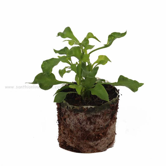 Alternanthera Ficoidea “True Yellow”