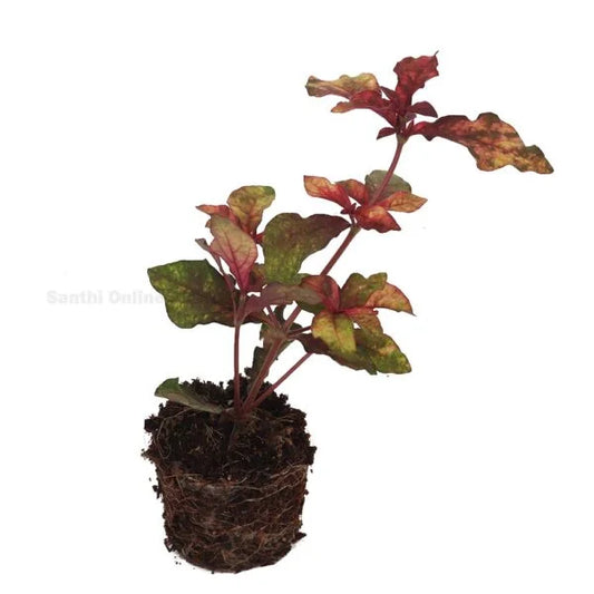 Alternanthera, Parrot leaf ‘red carpet’