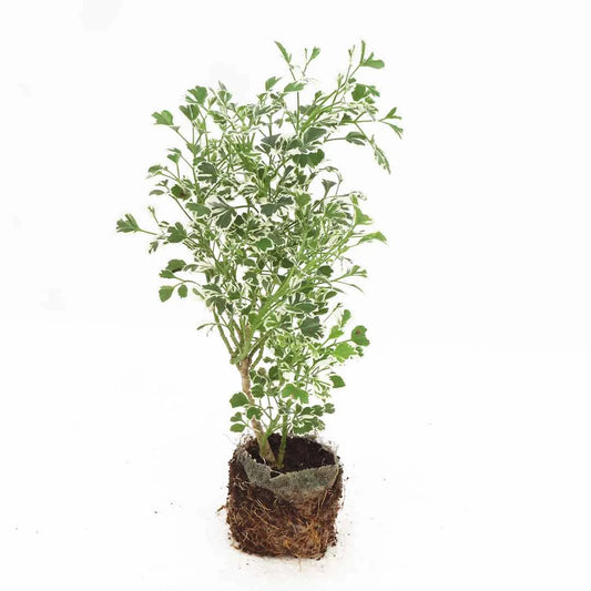 Polyscias guilfoylei (Geranium Aralia) plant